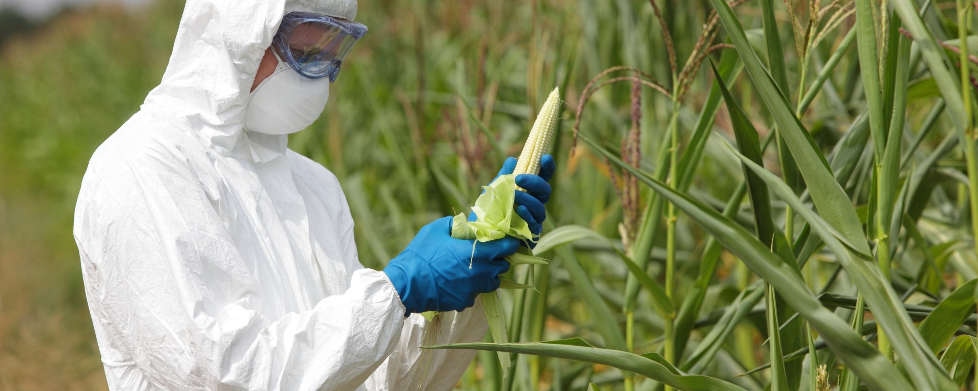 Person in hazmat suit looking at corn