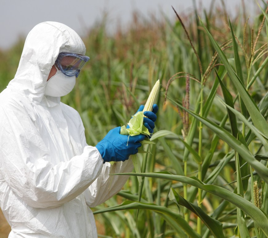 Person in hazmat suit looking at corn